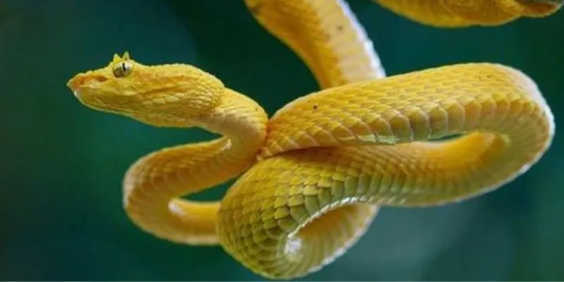Mơ thấy rắn có ý nghĩa gì trong tâm linh?