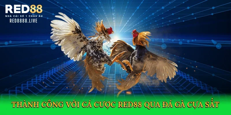 Thành công với cá cược Red88 qua đá gà cựa sắt